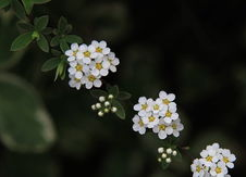 血花图片,探寻生命与勇气的瞬间